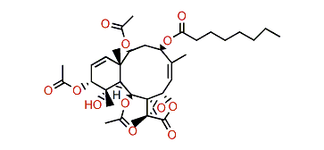 Briarlide L